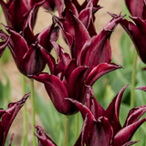 Tulp 'Sarah Raven'