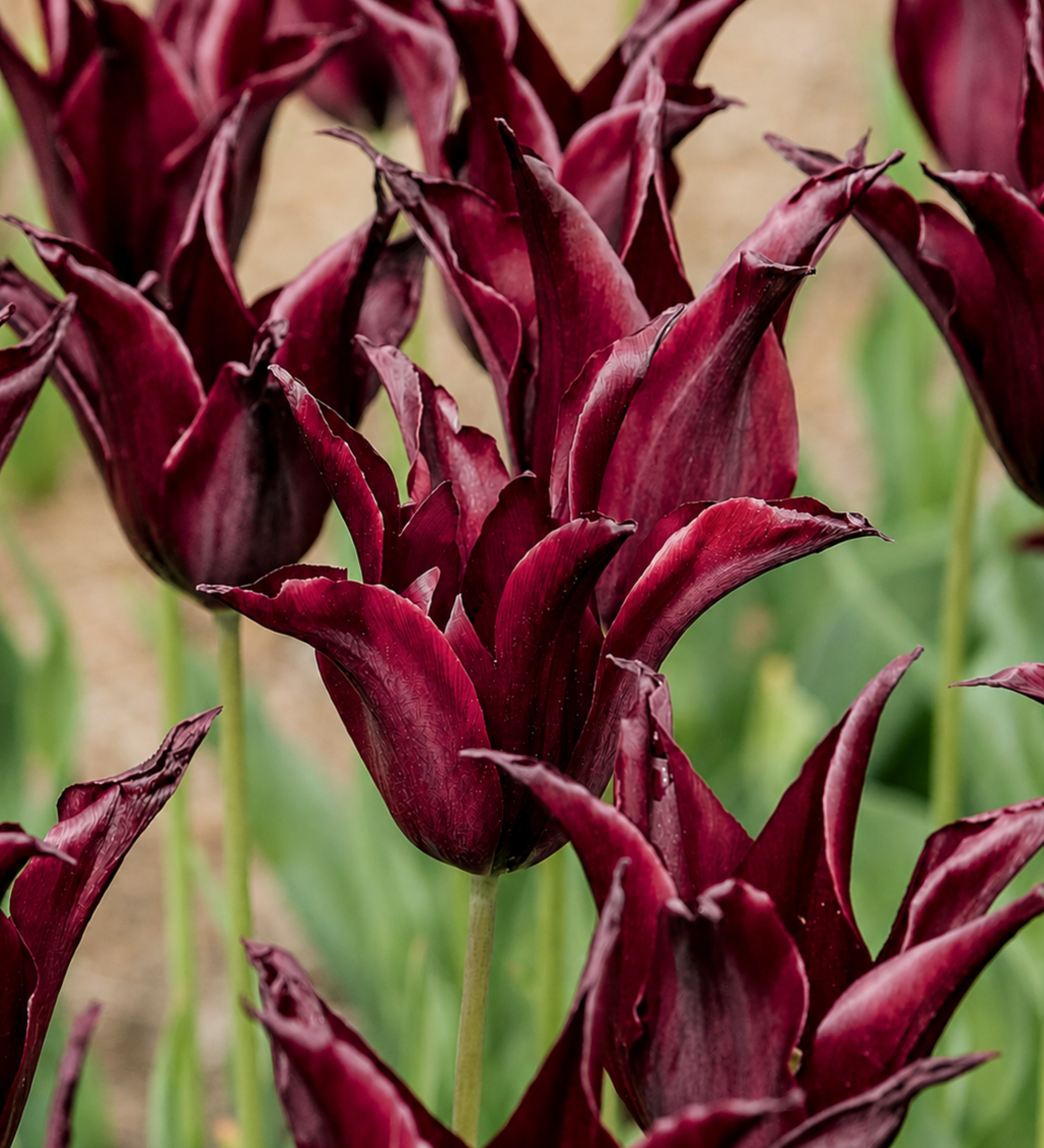 Tulp 'Sarah Raven'