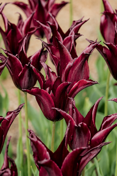 Tulp 'Sarah Raven'