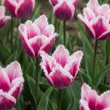 Tulp 'Siesta' BIO
