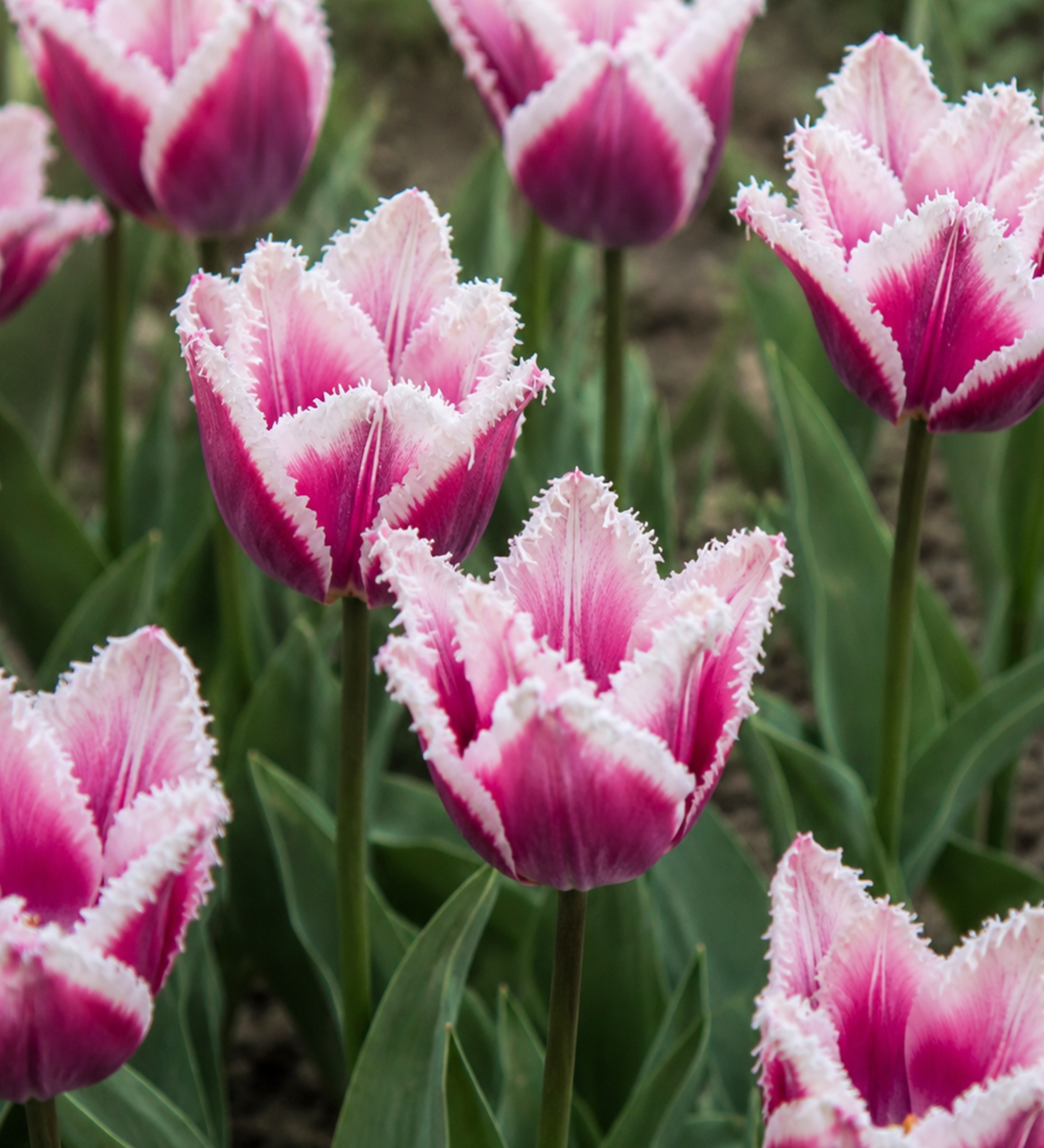 Tulp 'Siesta' BIO