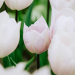Tulp 'Silver Cloud'
