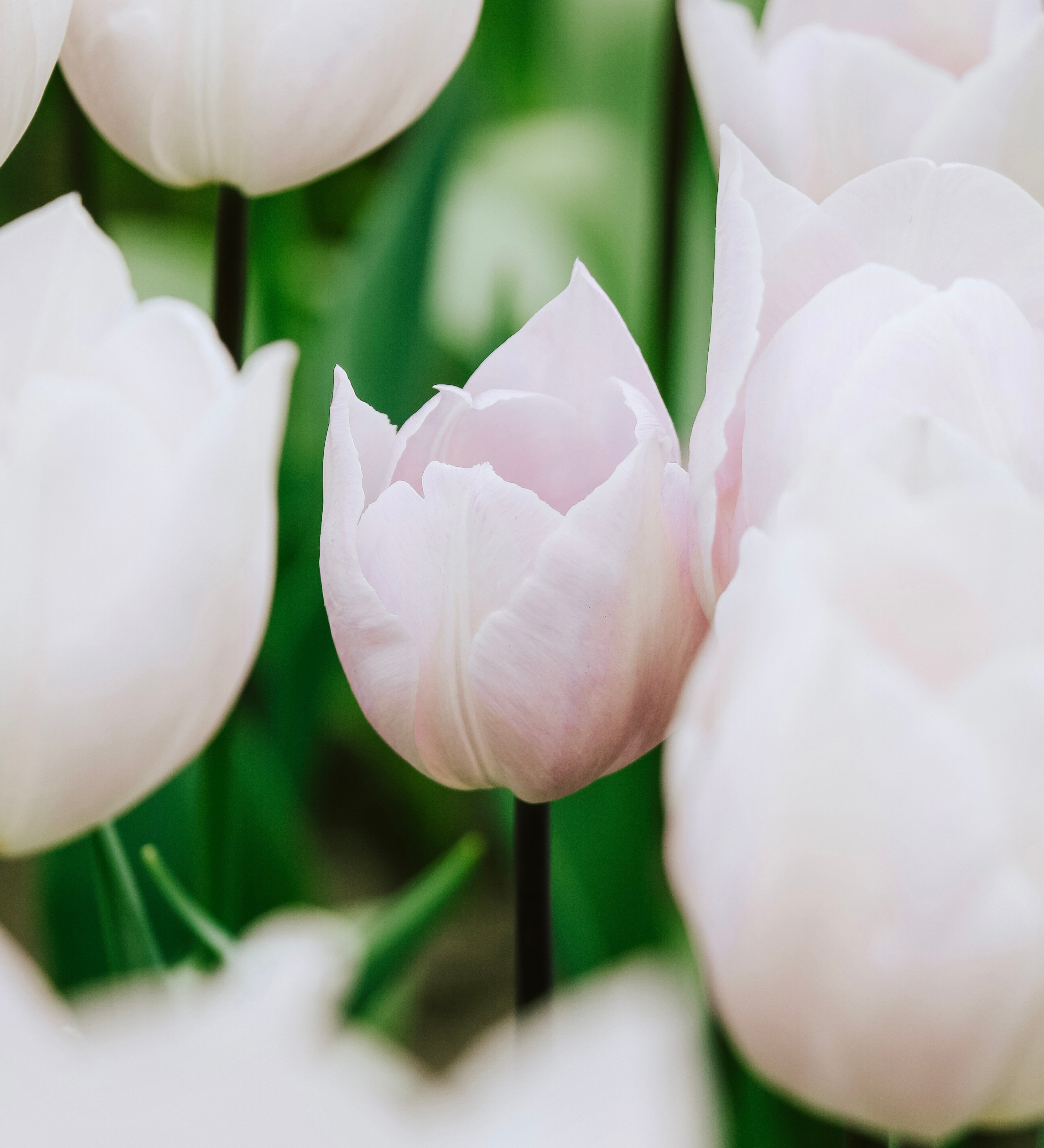 Tulp 'Silver Cloud'