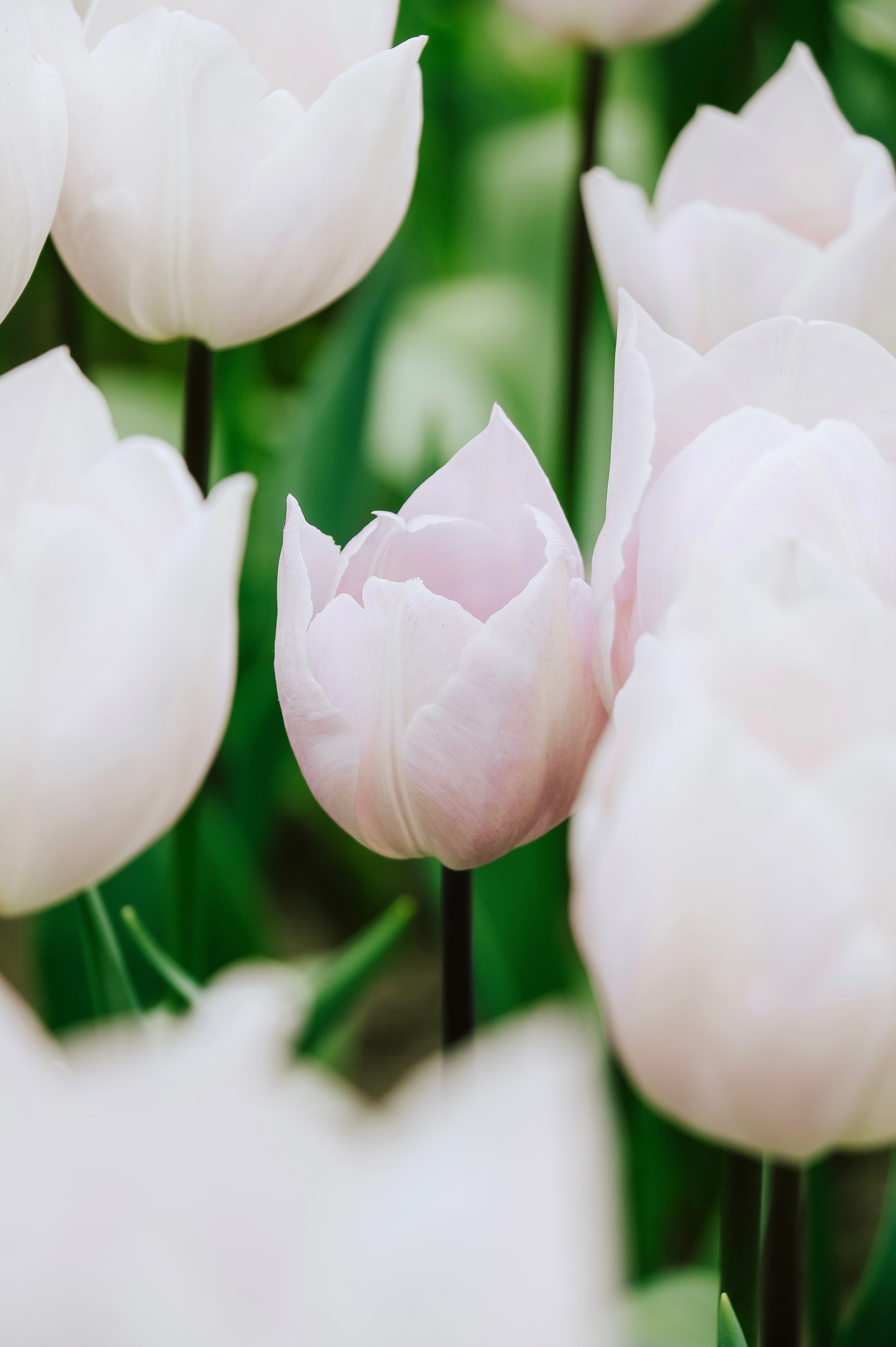 Tulp 'Silver Cloud'