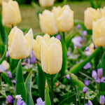 Tulp 'Sunny Prince'