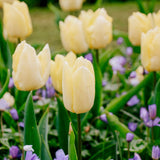 Tulp 'Sunny Prince'