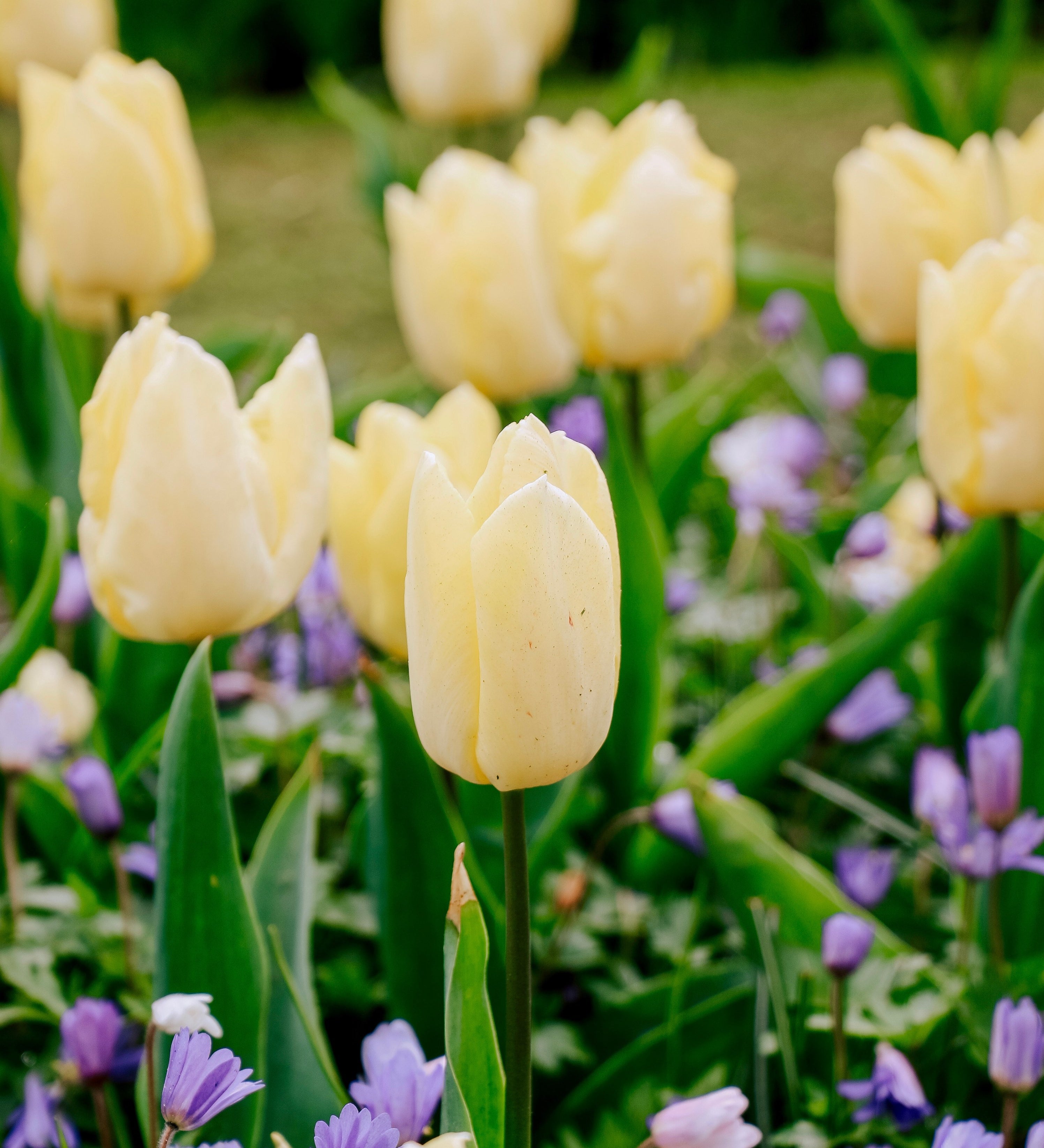 Tulp 'Sunny Prince'