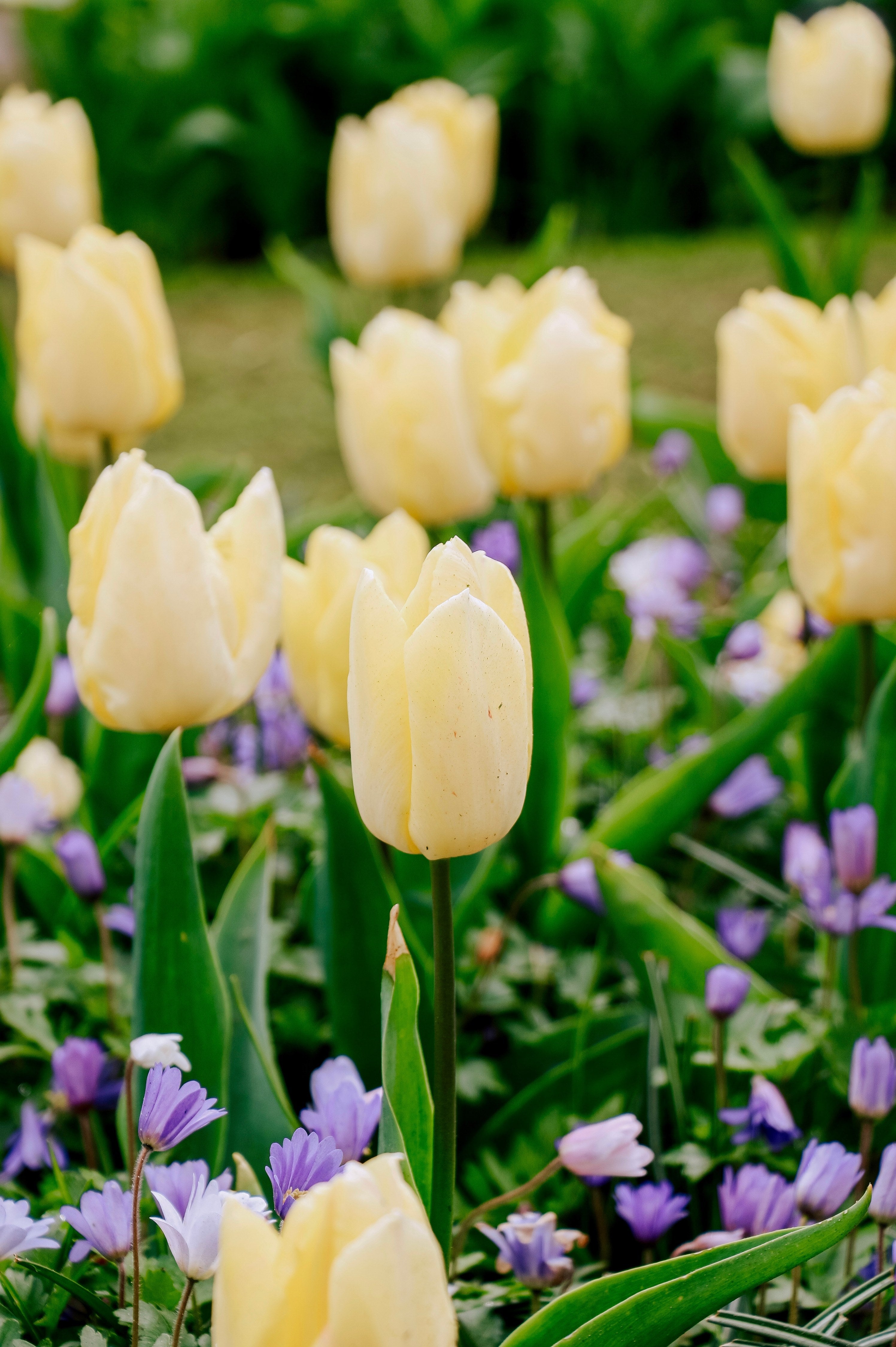 Tulp 'Sunny Prince'