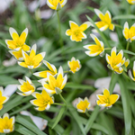 Tulp 'Tarda' BIO