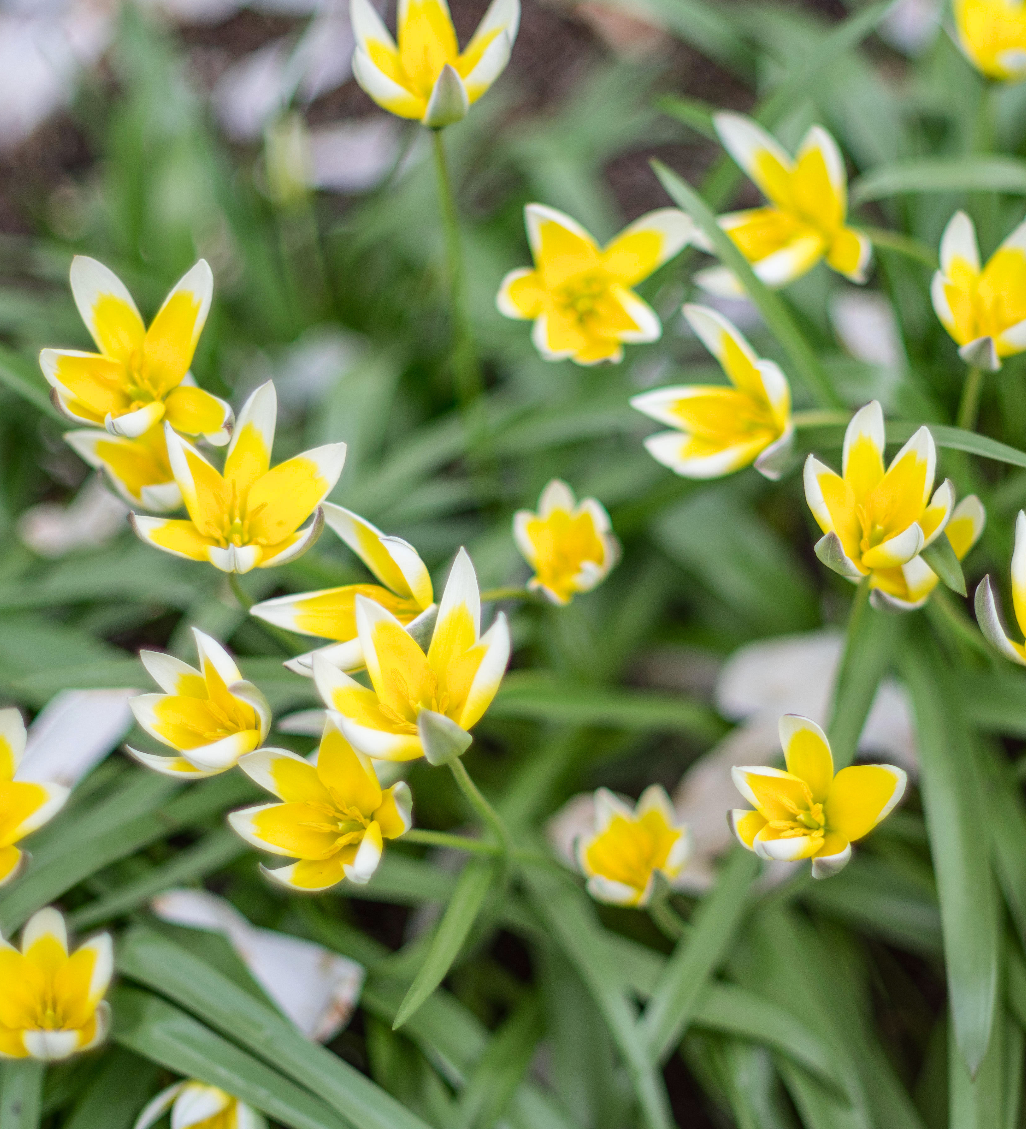 Tulp 'Tarda' BIO