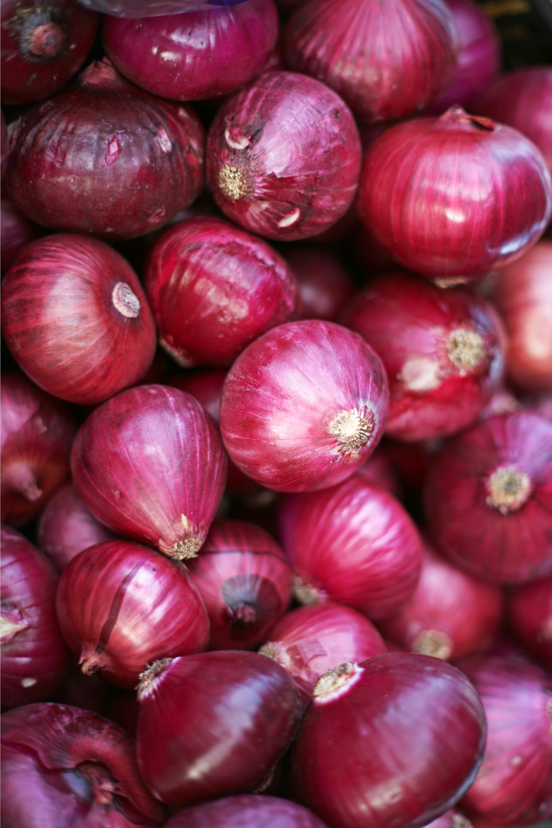 Onion &