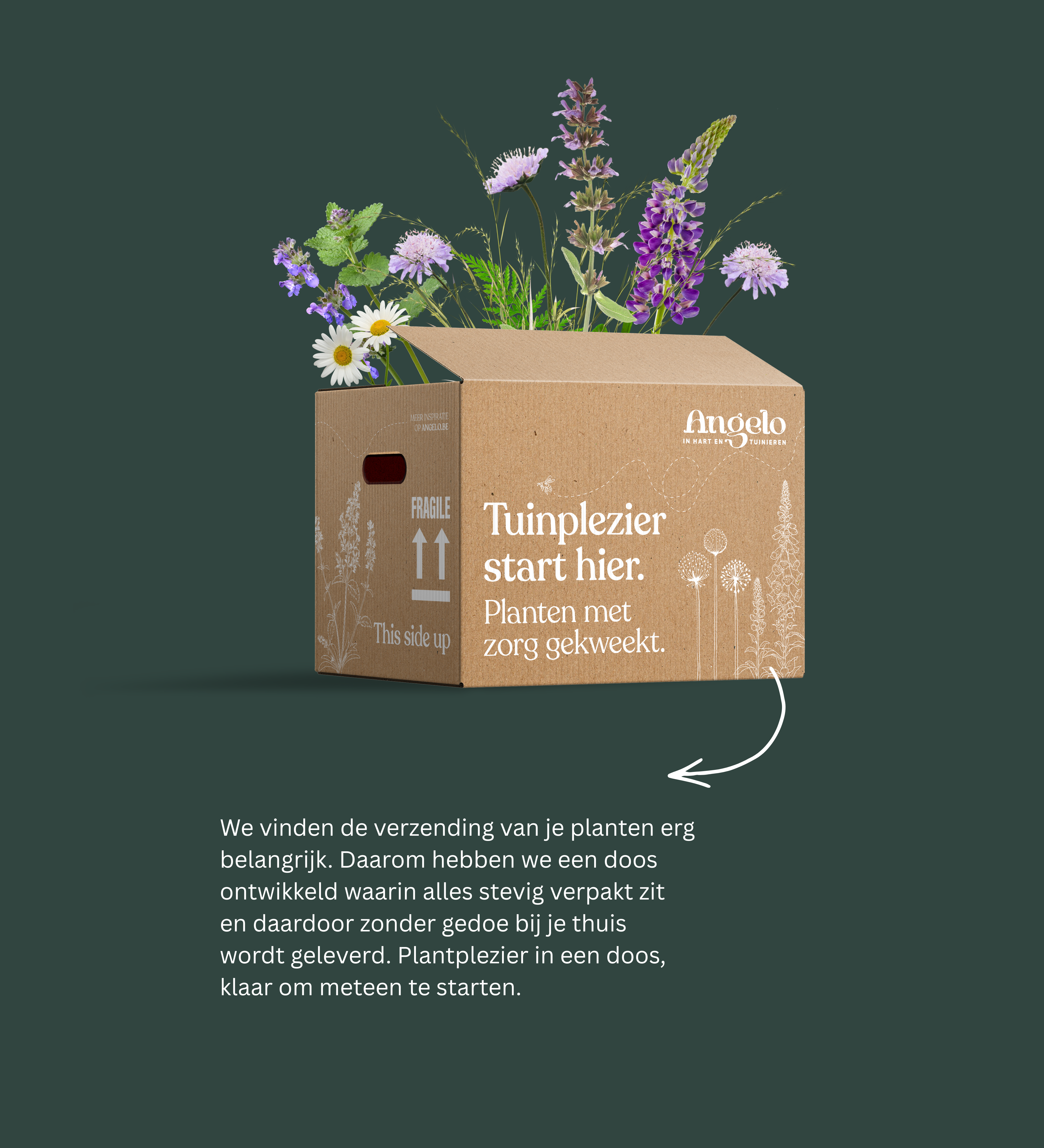 Verzendinfo Angelo Dorny vaste planten