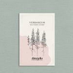 Verbascum hybrida 'Southern Charm'-Angelo