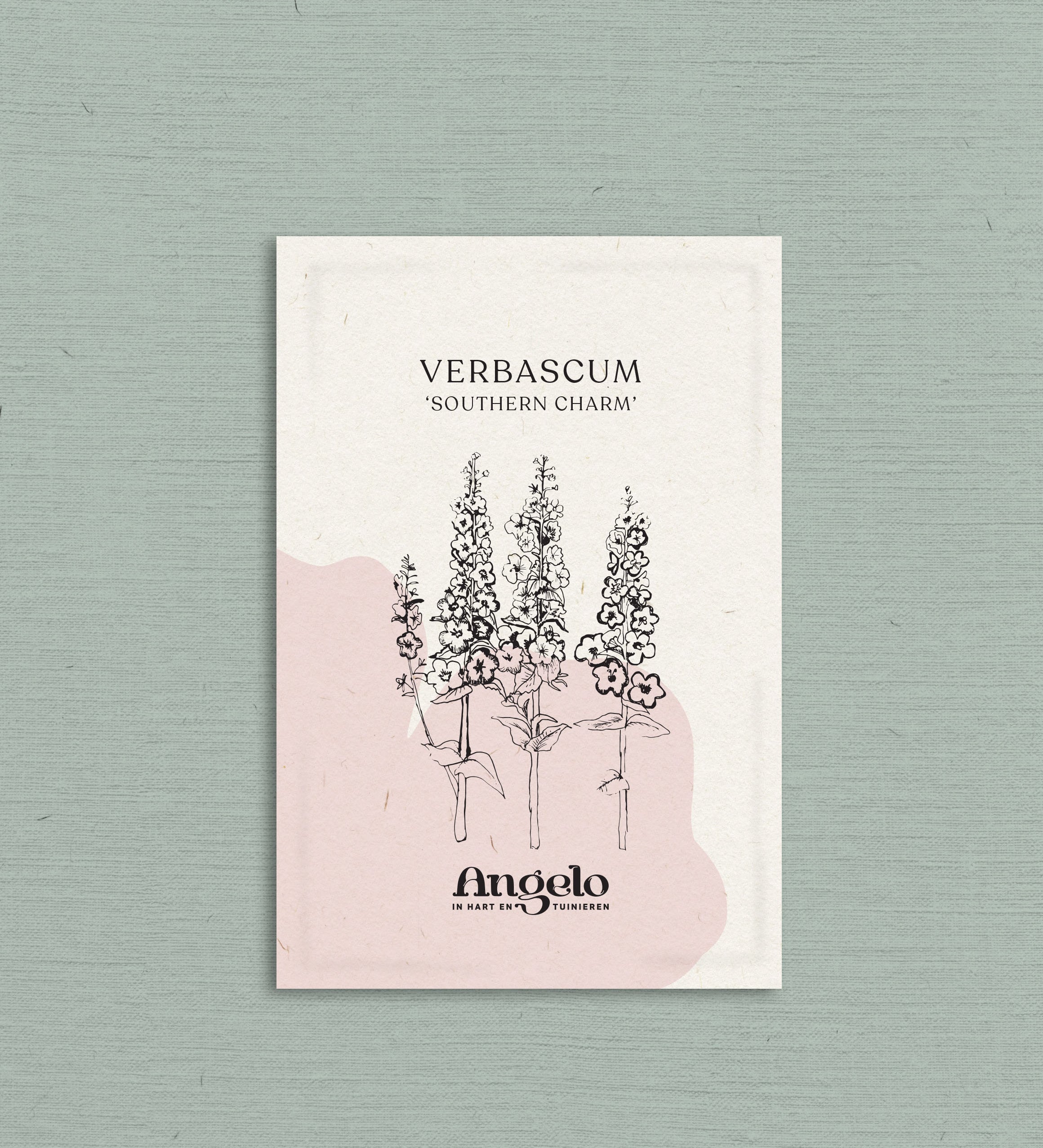 Verbascum hybrida 'Southern Charm'-Angelo