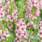 Verbascum hybrida 'Southern Charm'-Angelo