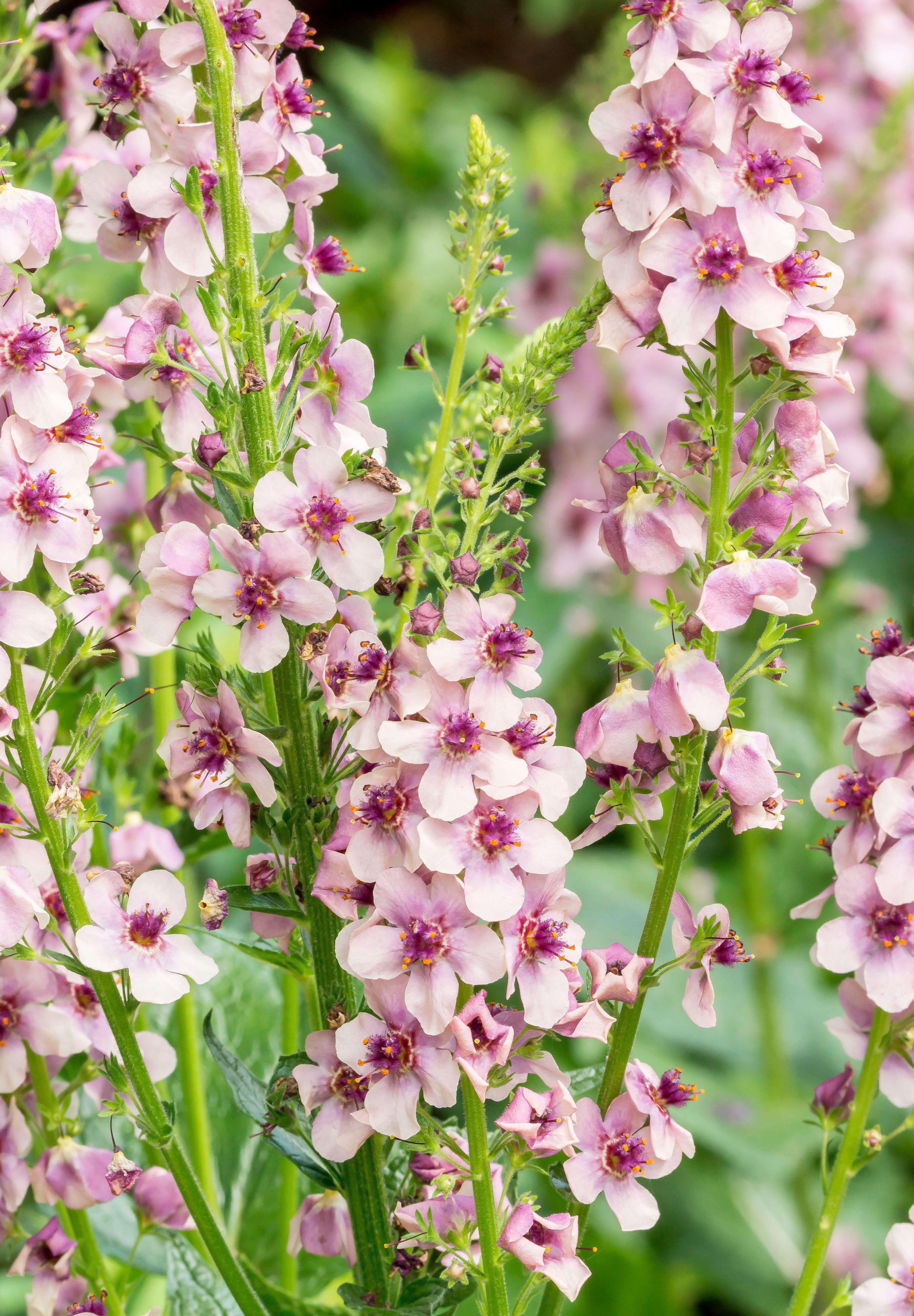 Verbascum hybrida 'Southern Charm'-Angelo