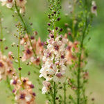 Verbascum hybrida 'Southern Charm'-Angelo