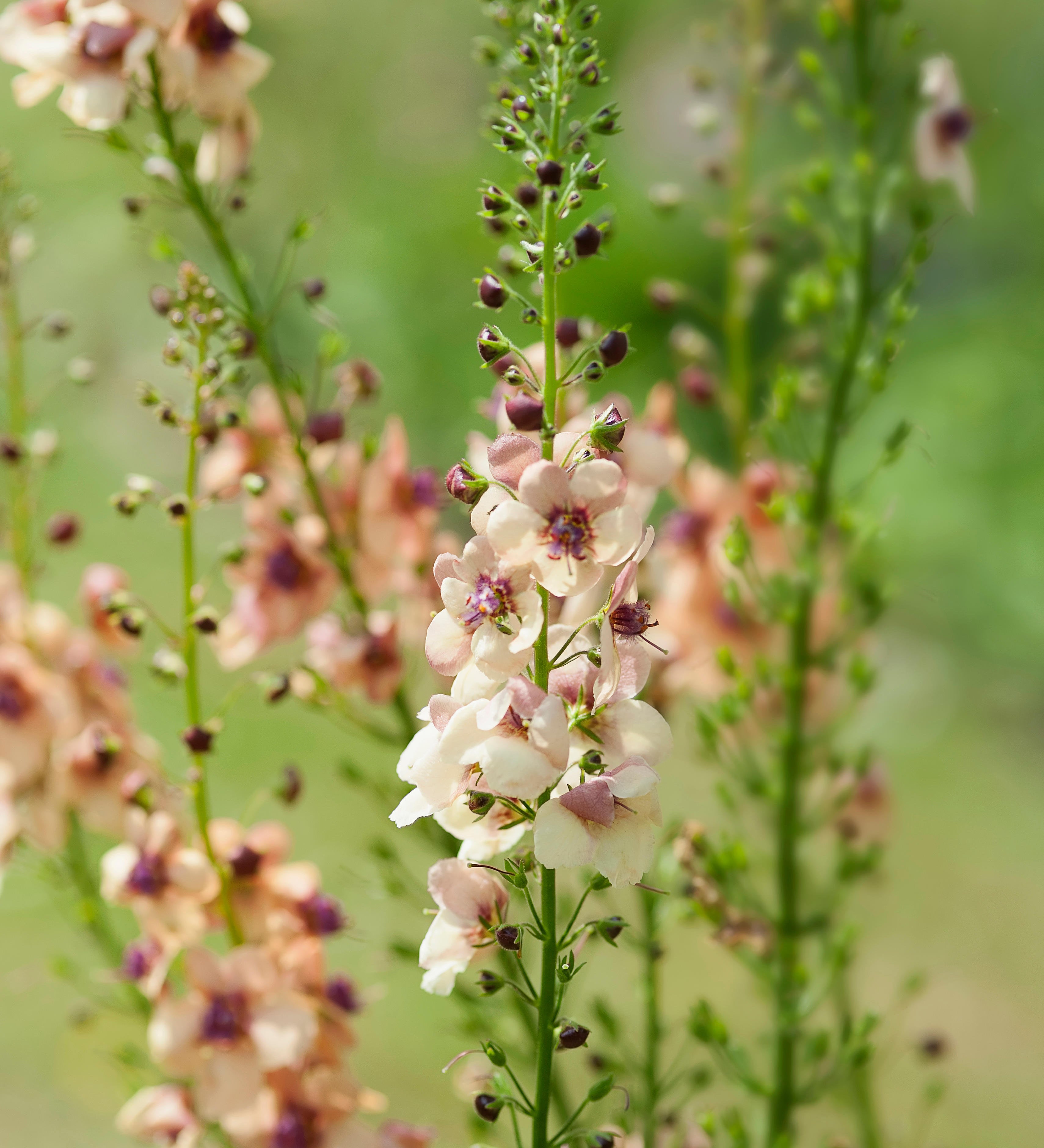 Verbascum hybrida 'Southern Charm'-Angelo