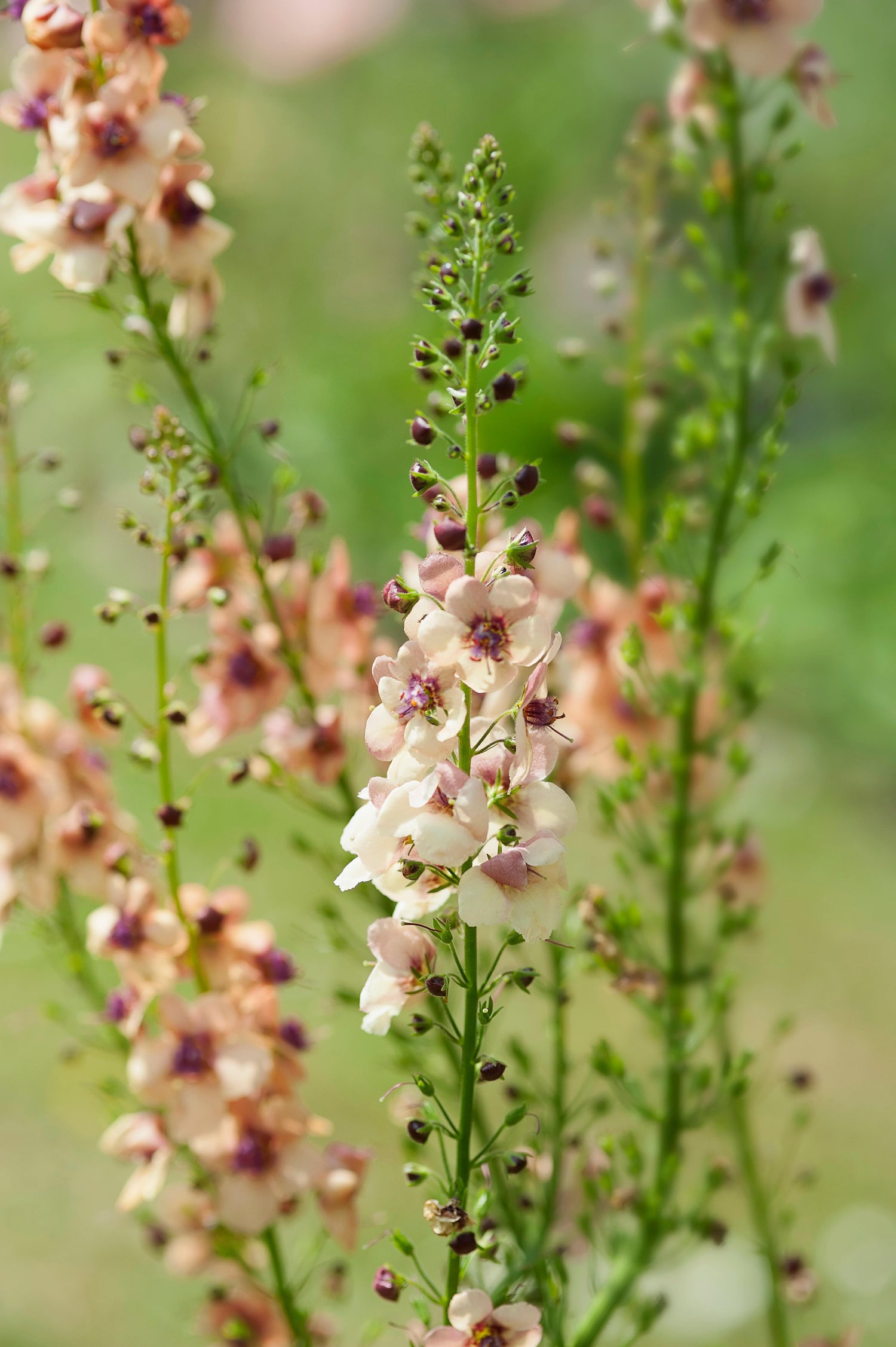 Verbascum hybrida &