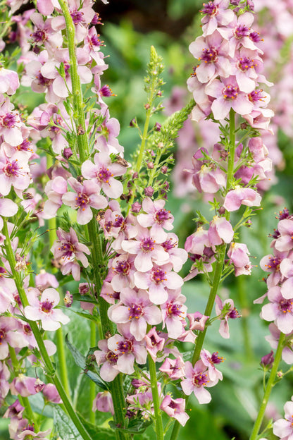 Verbascum hybrida &