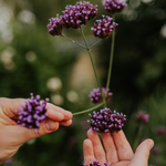 Verbena bonariensis of ijzerhard
