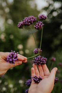 Verbena bonariensis of ijzerhard