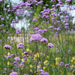 ijzerhard of verbena bonariensis