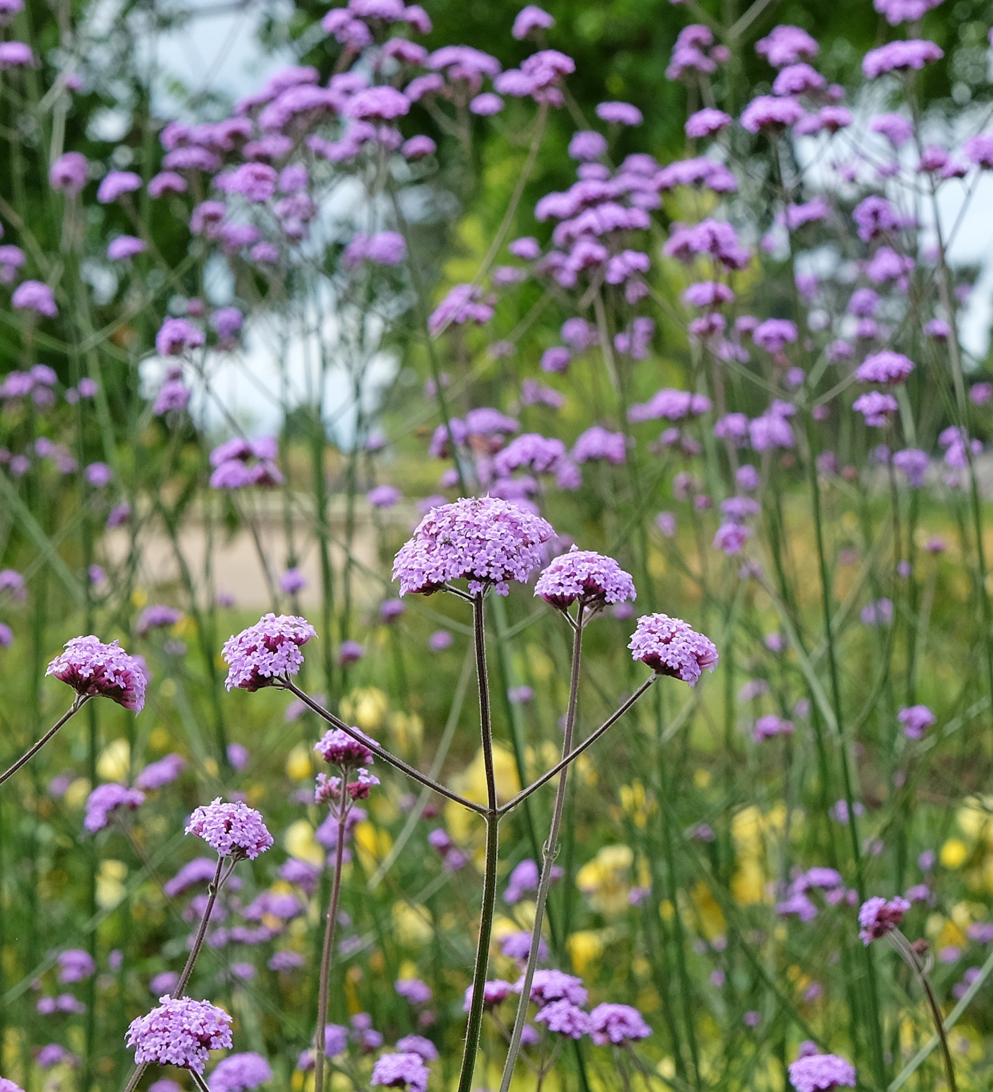 ijzerhard of verbena bonariensis
