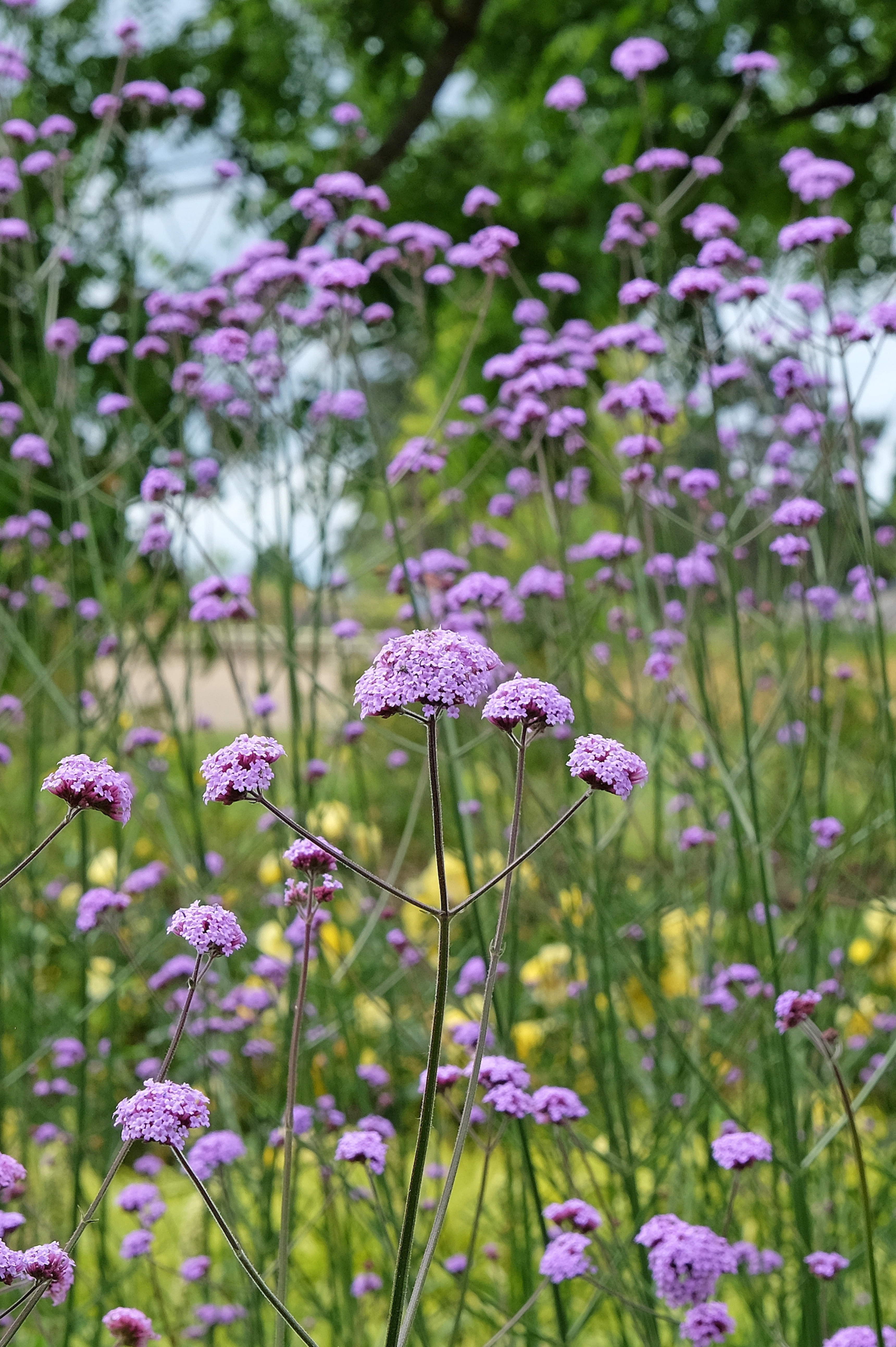 ijzerhard of verbena bonariensis