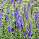 Veronica longifolia 'Blauriesin'