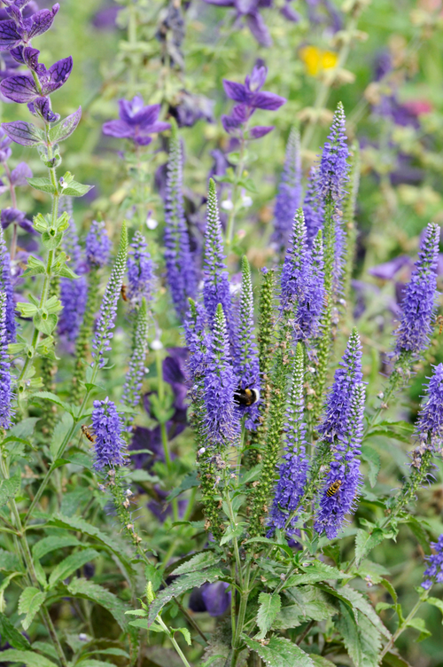 Veronica longifolia 'Blauriesin'