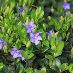 Vinca minor - kleine maagdenpalm vaste plant