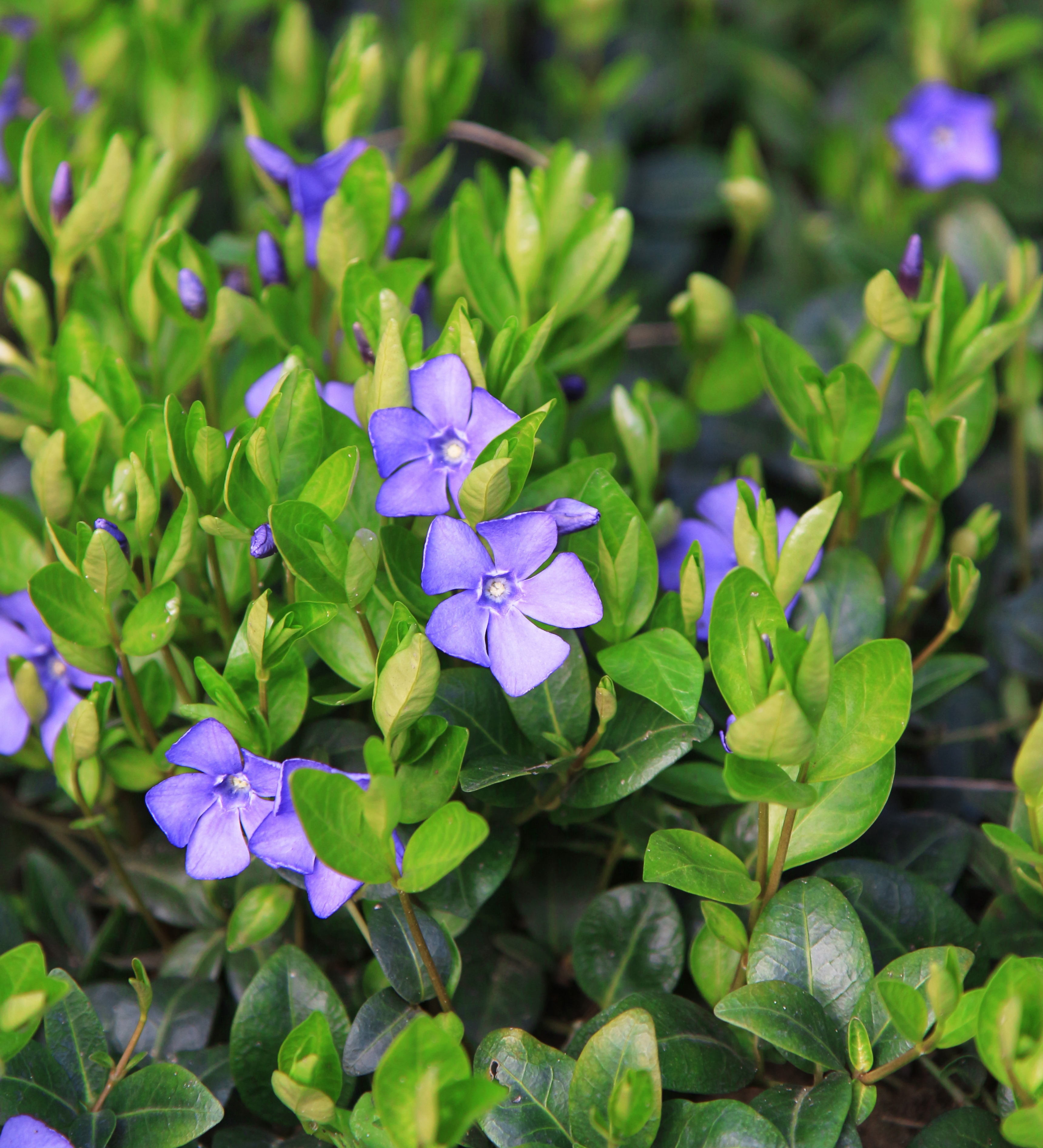 Vinca minor - kleine maagdenpalm vaste plant