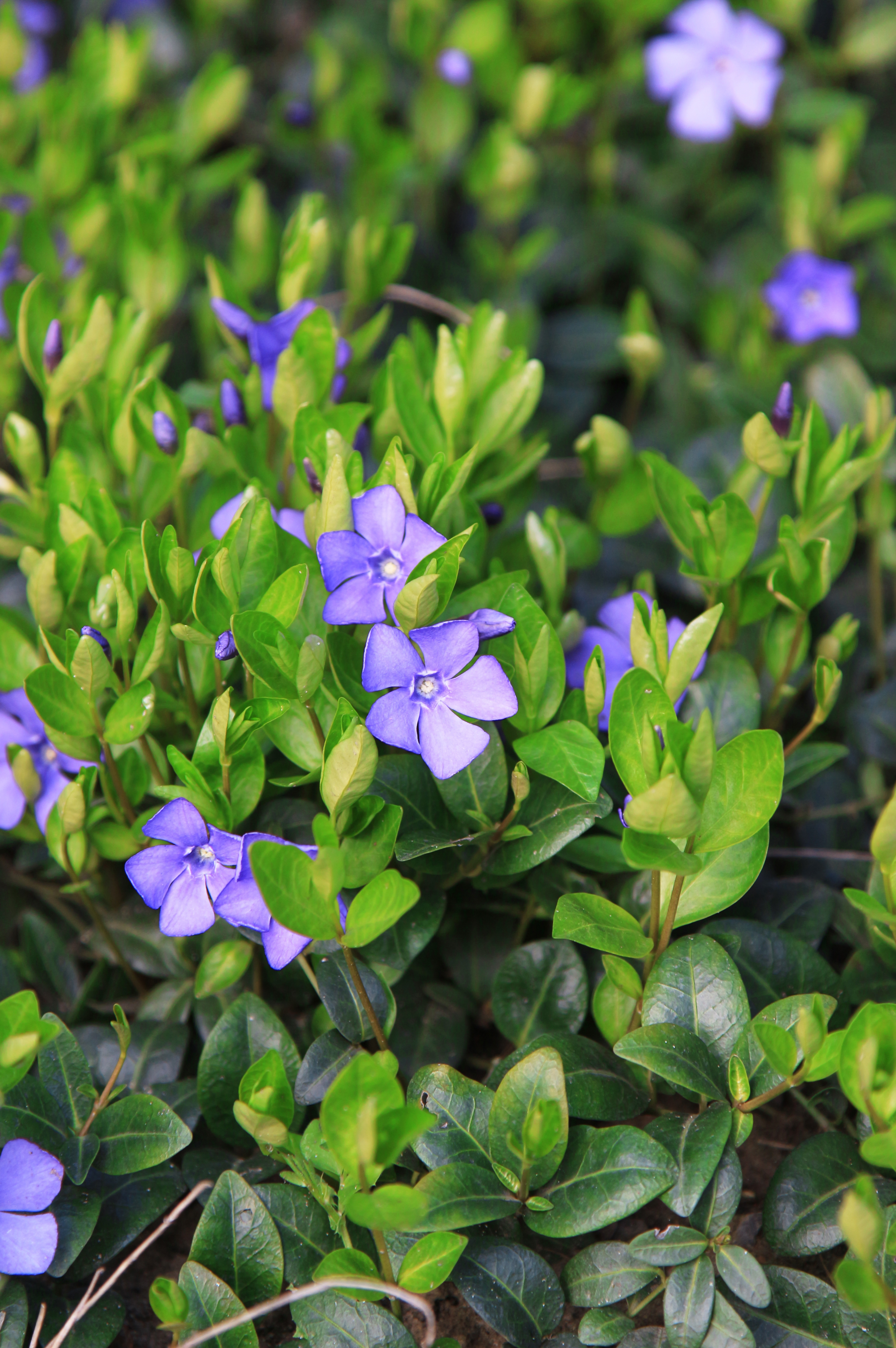 Vinca minor - kleine maagdenpalm vaste plant