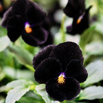 Viola cornuta 'back to black'-Angelo