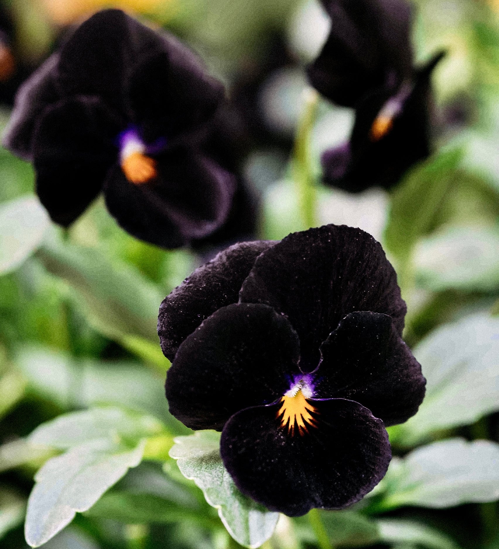 Viola cornuta 'back to black'-Angelo