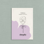 Viola cornuta 'sorbet icy blue'-Angelo