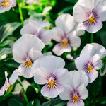 Viola cornuta 'sorbet icy blue'-Angelo