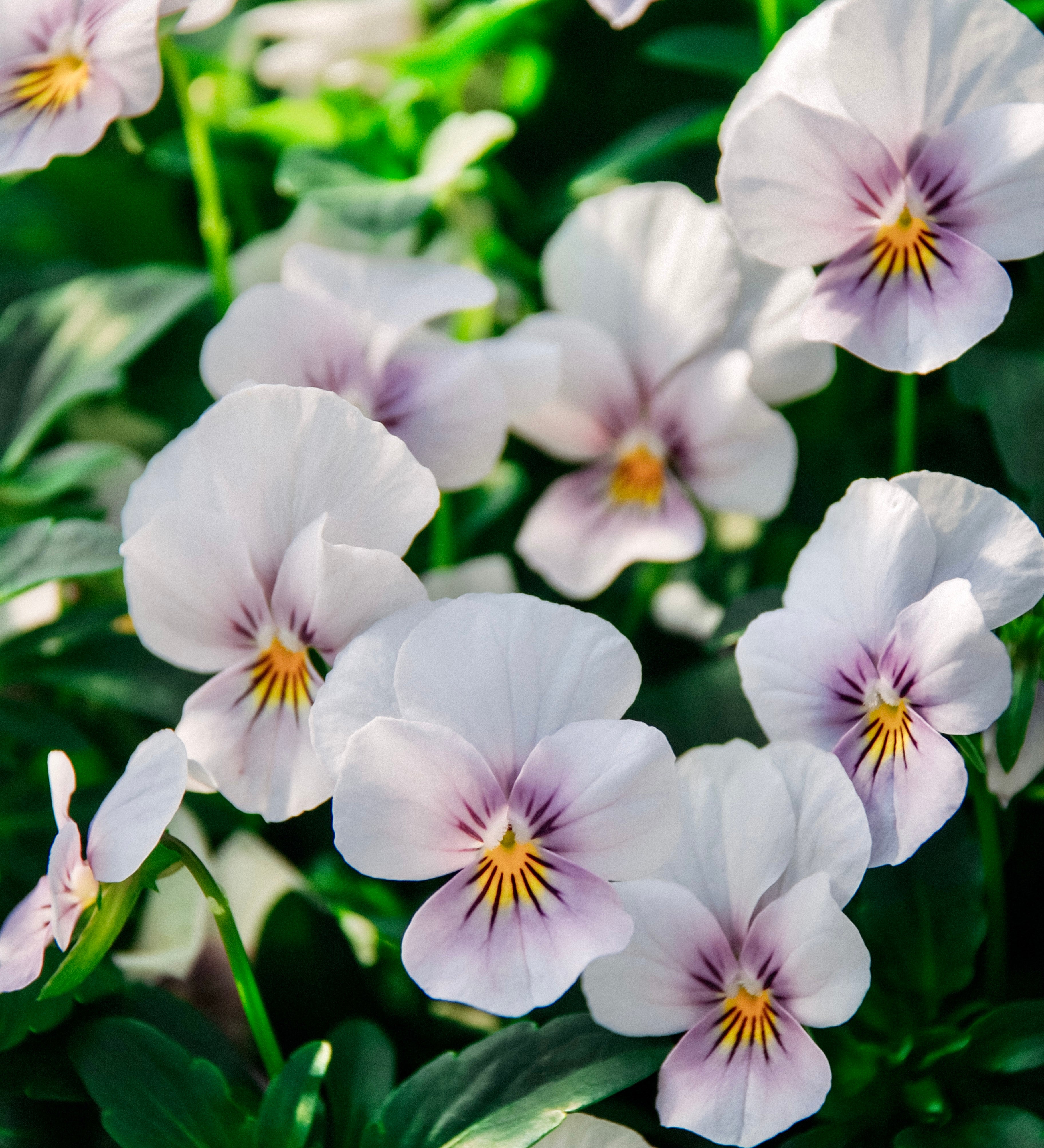 Viola cornuta 'sorbet icy blue'-Angelo