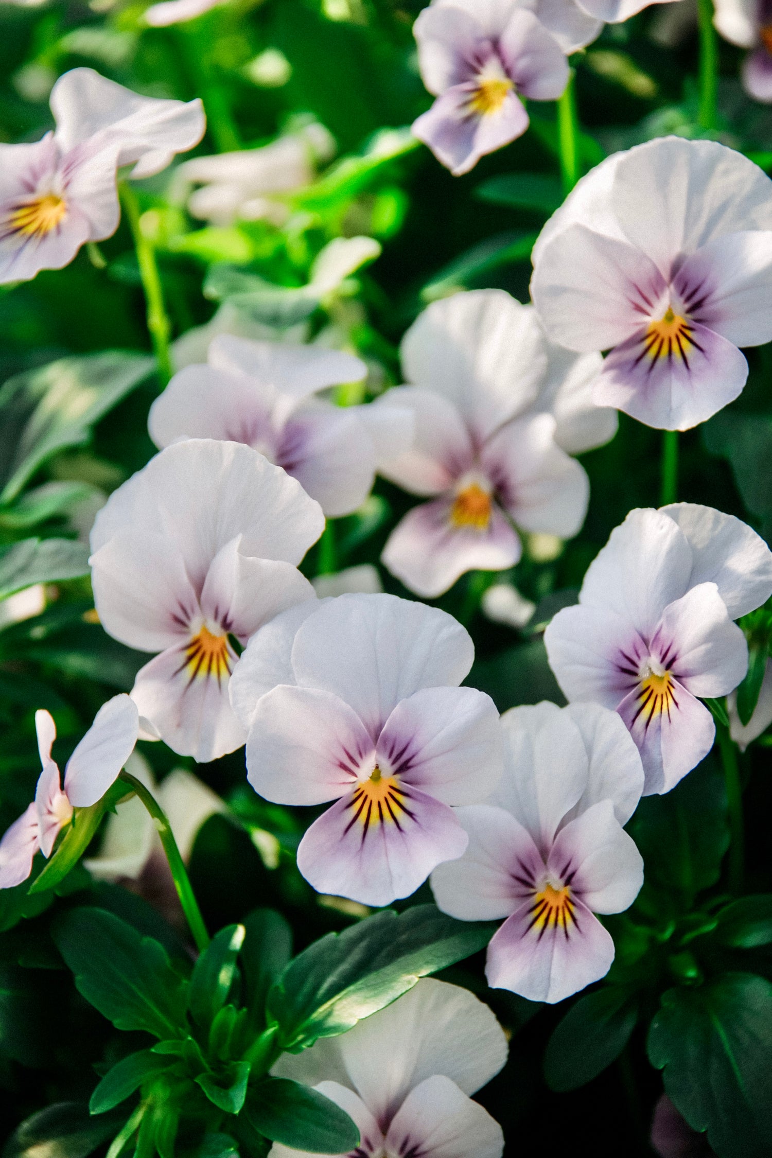 Viola cornuta &