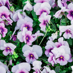 Viola cornuta 'sorbet orchid rose beacon'-Angelo