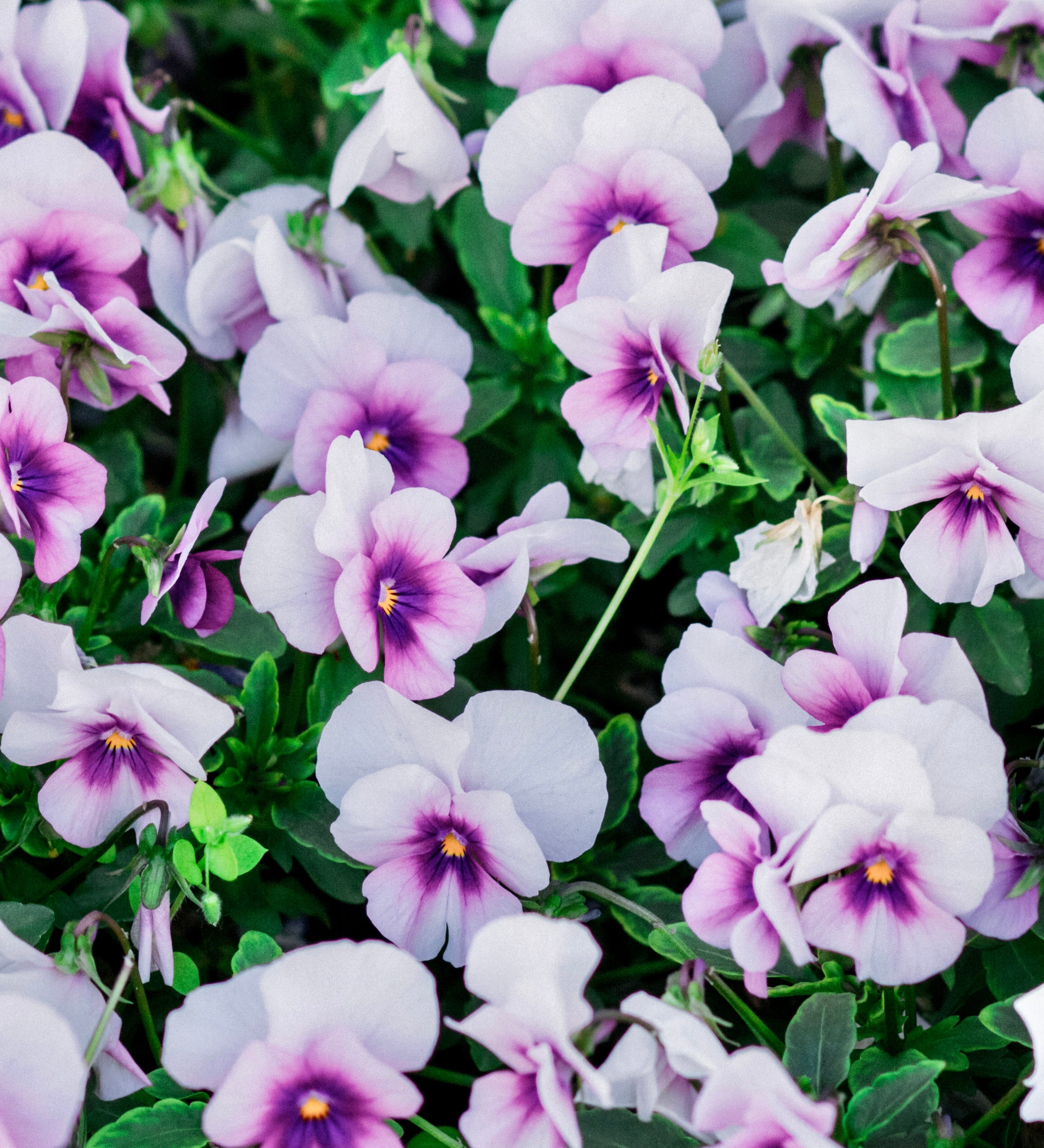 Viola cornuta 'sorbet orchid rose beacon'-Angelo