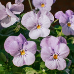 Viola cornuta 'sorbet xp lavender pink'-Angelo