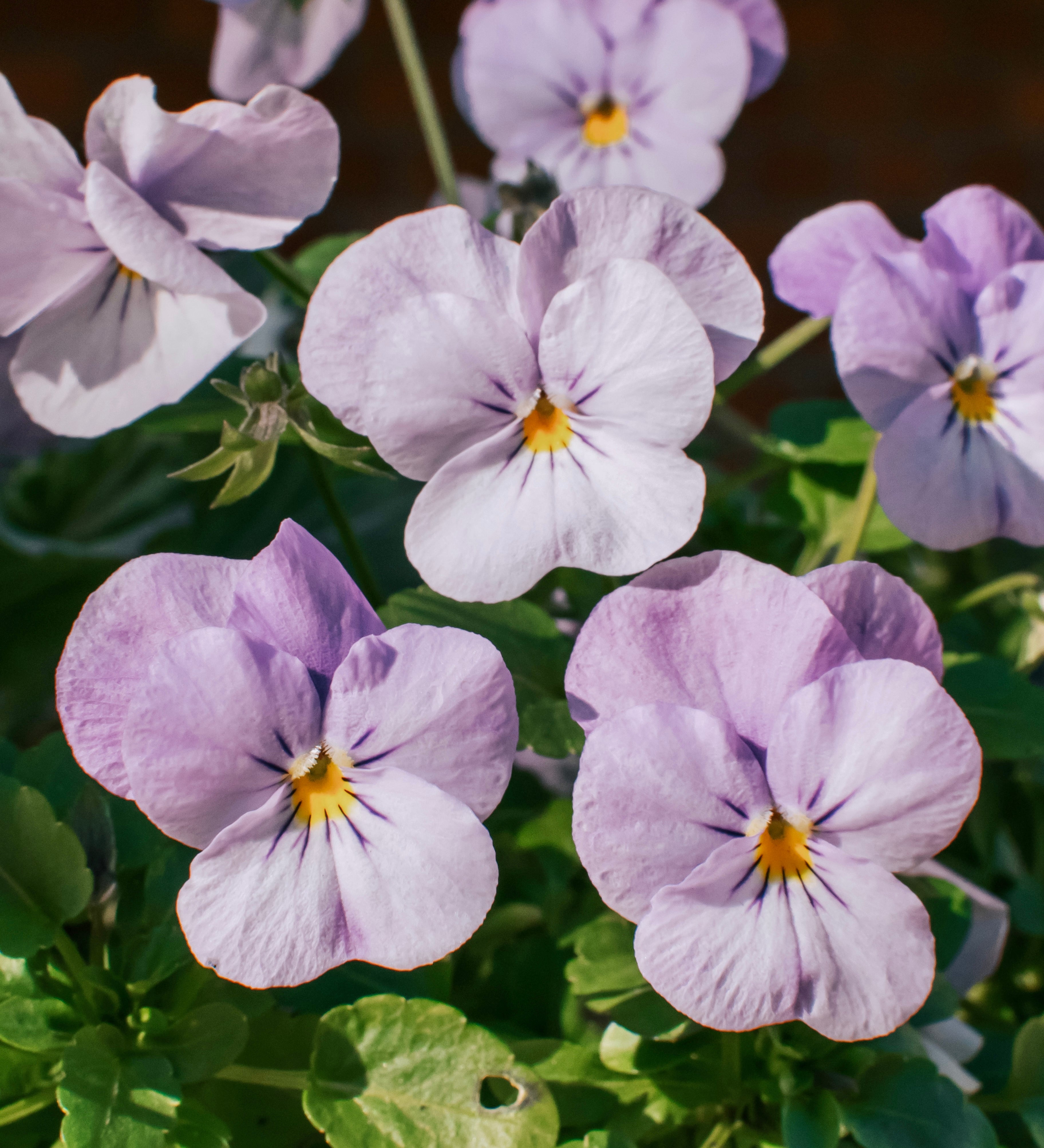 Viola cornuta 'sorbet xp lavender pink'-Angelo