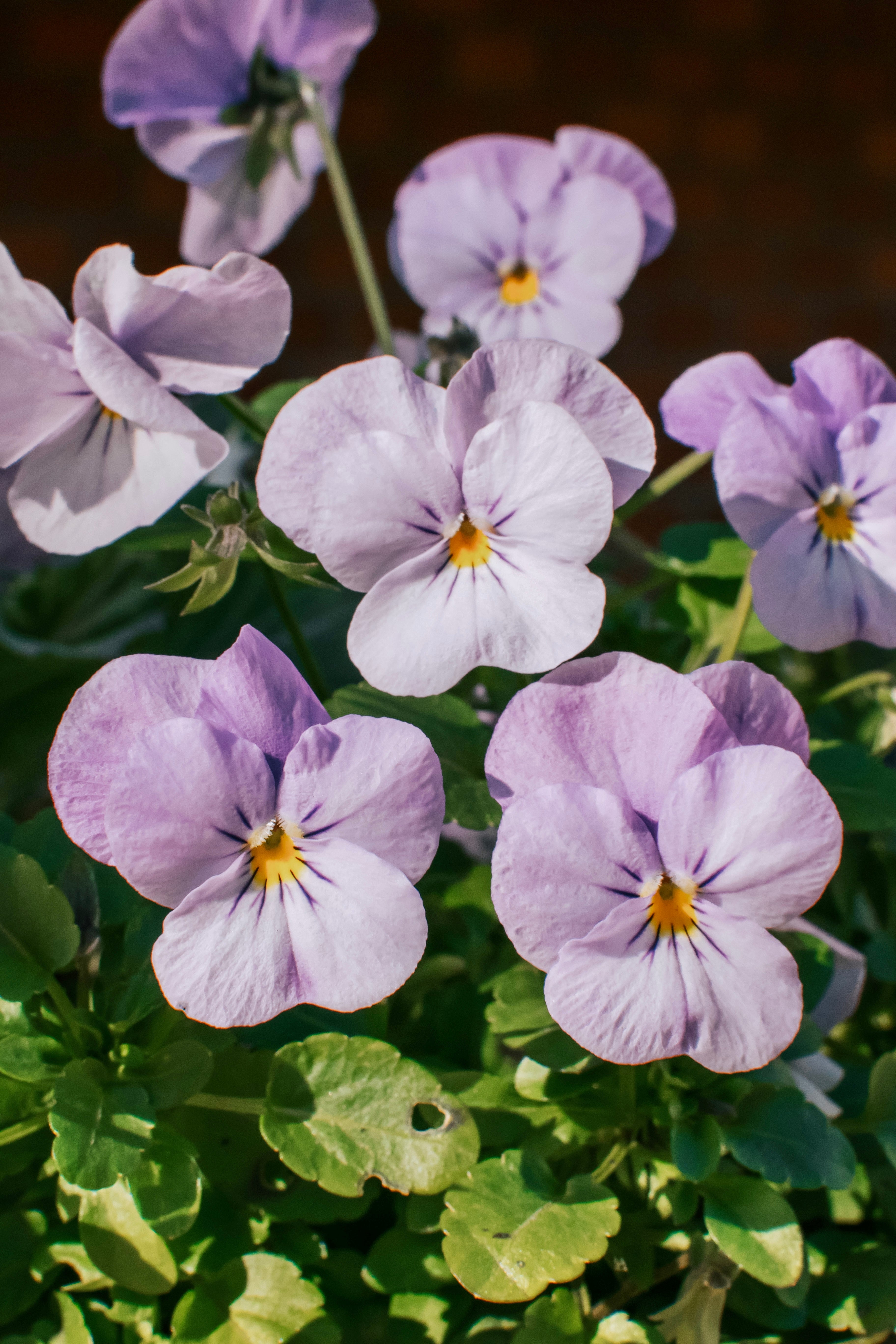 Viola cornuta 'sorbet xp lavender pink'-Angelo
