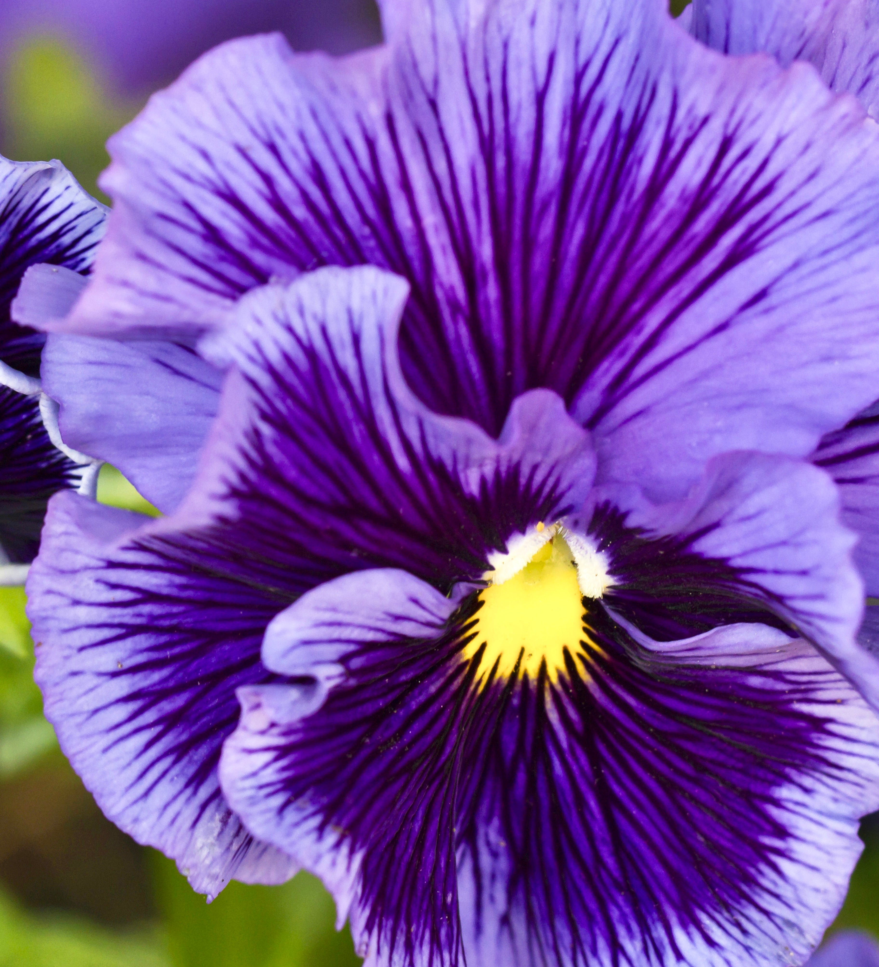 Viola wittrockiana 'frizzle sizzle blue'-Angelo