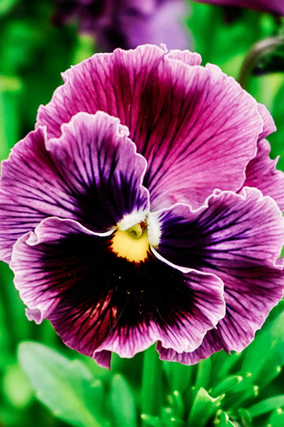 Viola wittrockiana &