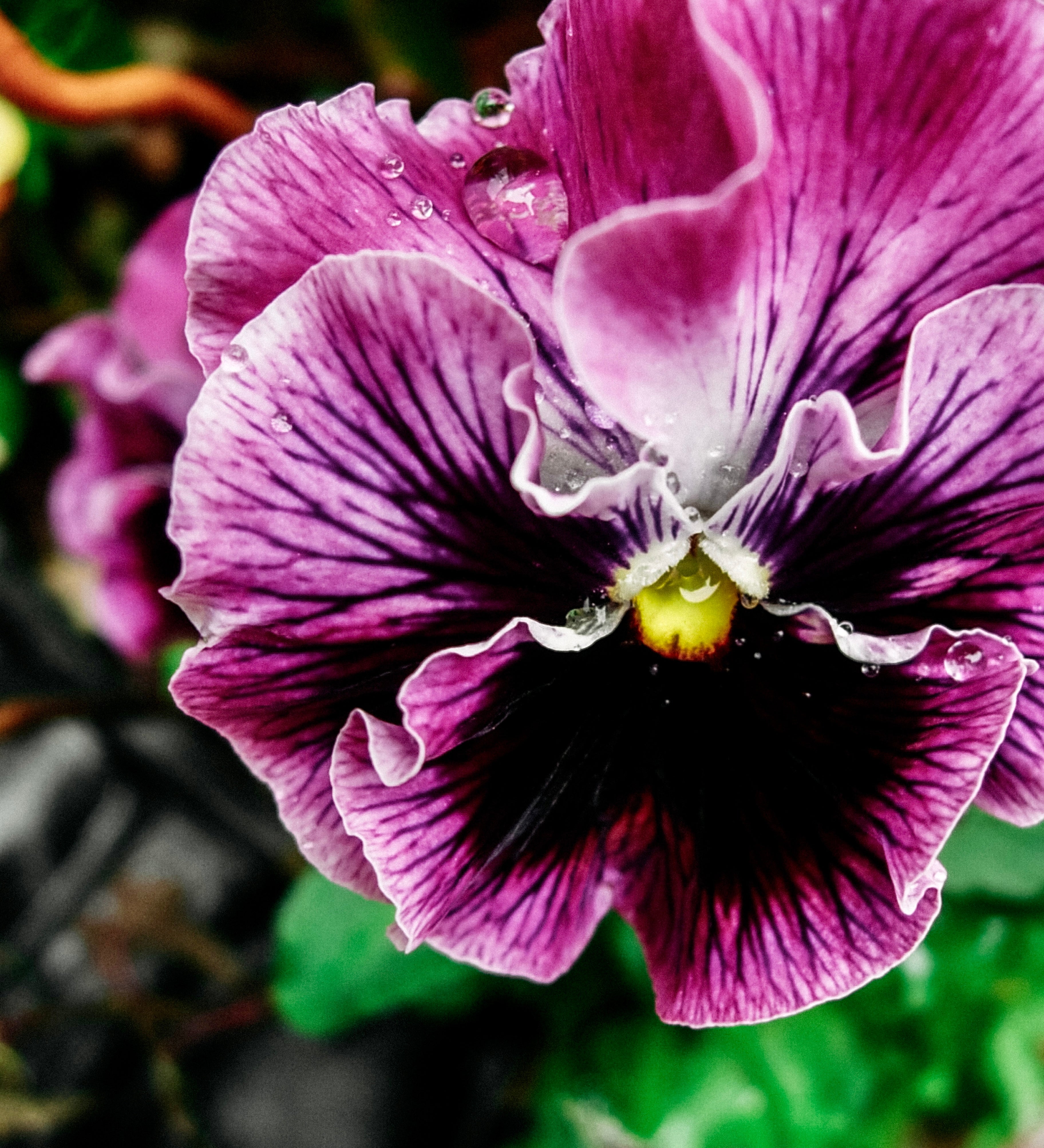 Viola wittrockiana 'frizzle sizzle raspberry'-Angelo