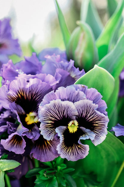 Viola wittrockiana &