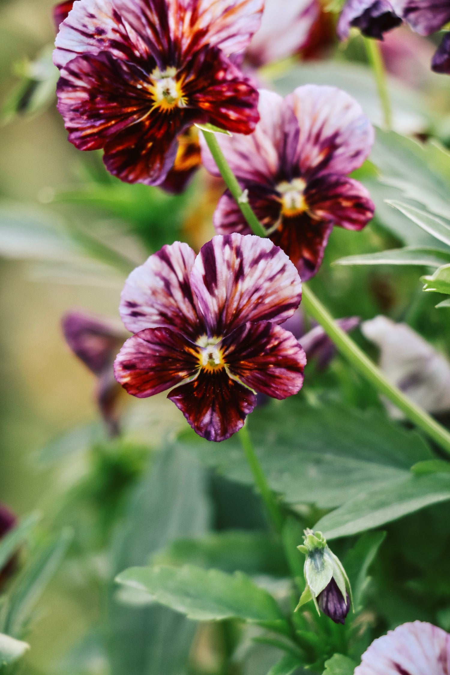 Viola cornuta &